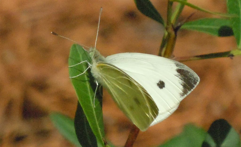 Pieris