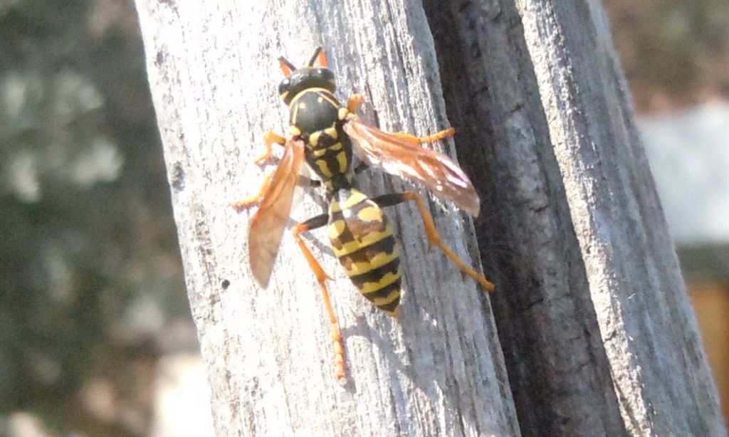 Polistes dominulus??