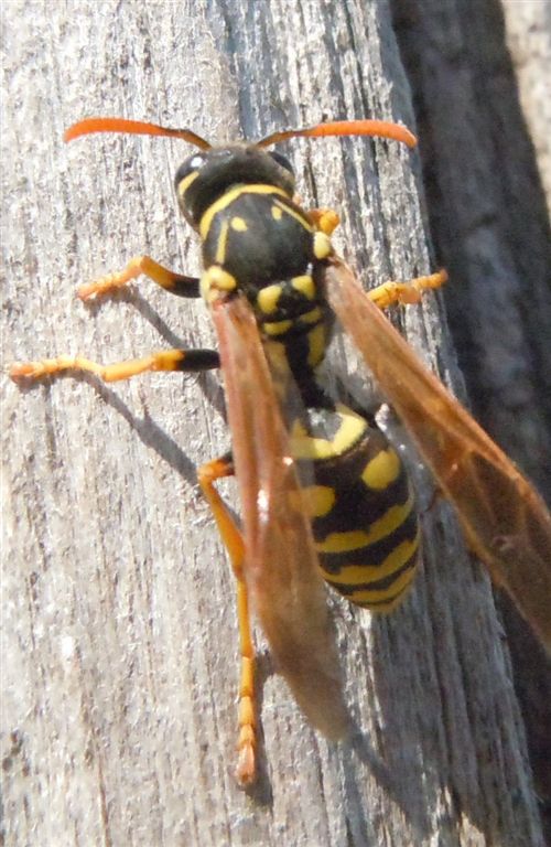 Polistes dominulus??