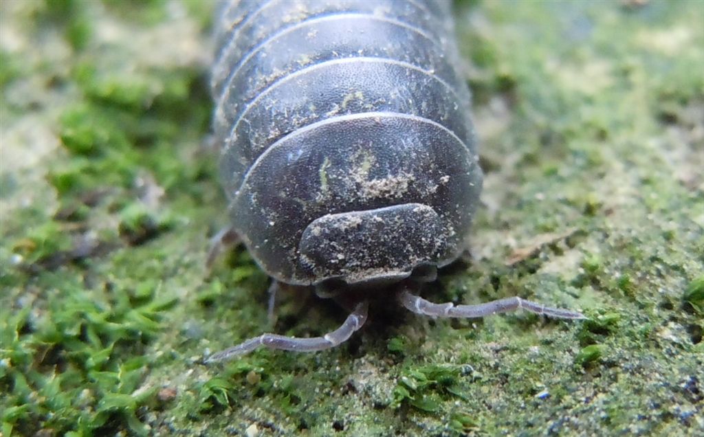 Armadillidium?