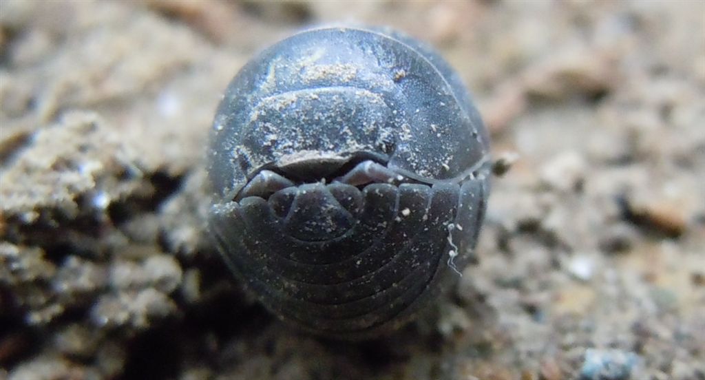 Armadillidium?