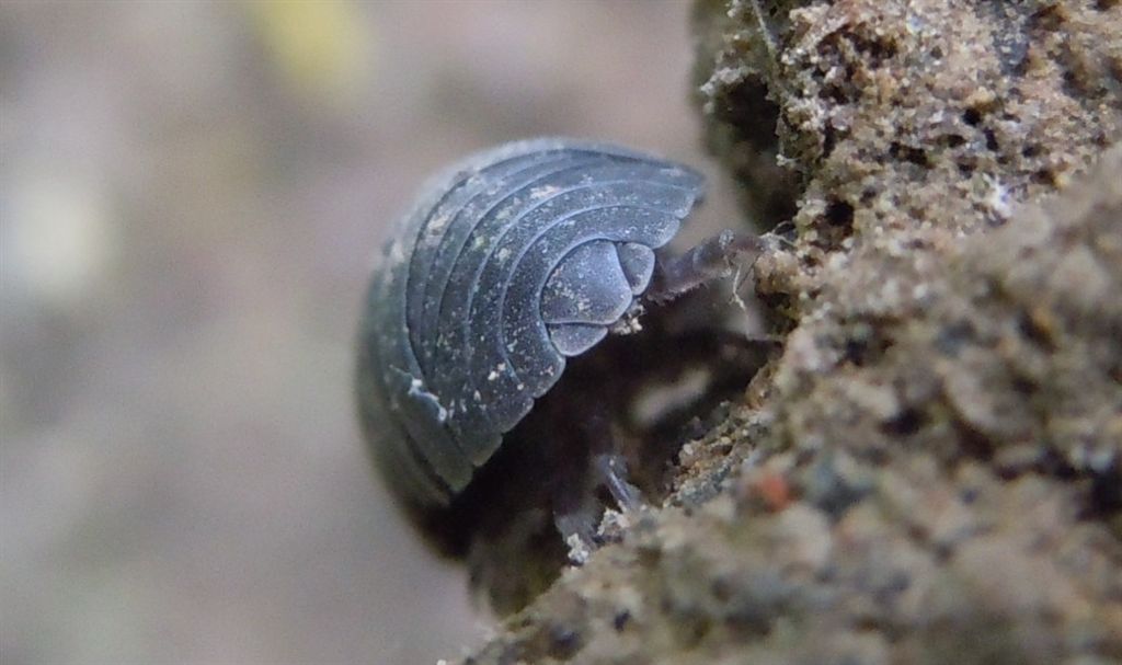 Armadillidium?