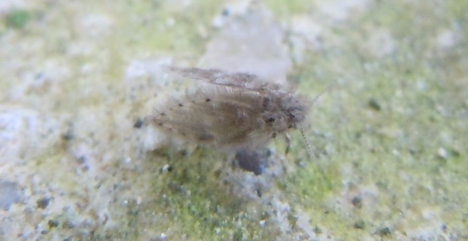 Psychodidae?