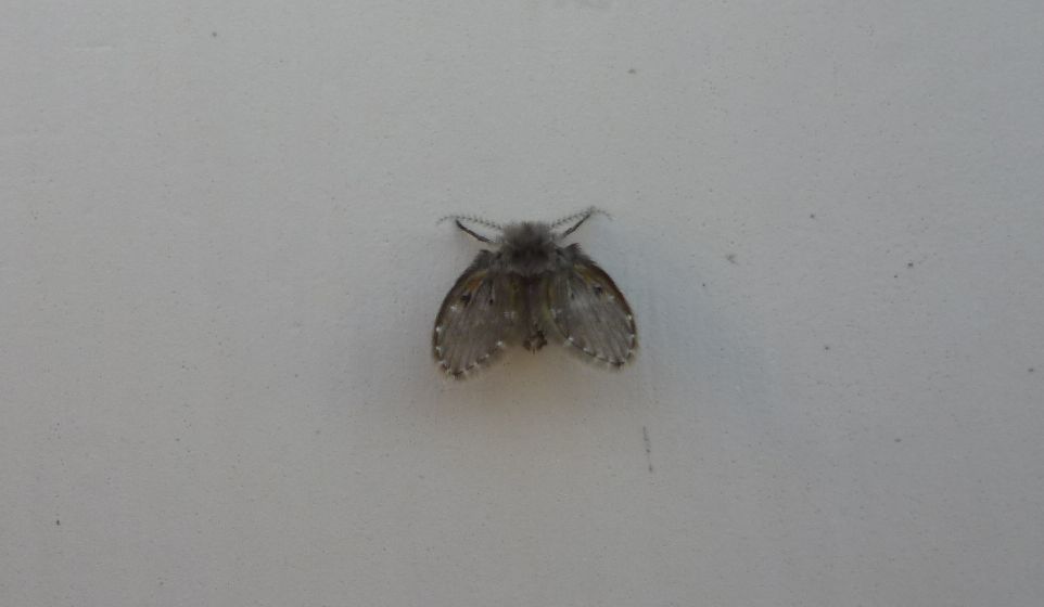 Psychodidae?