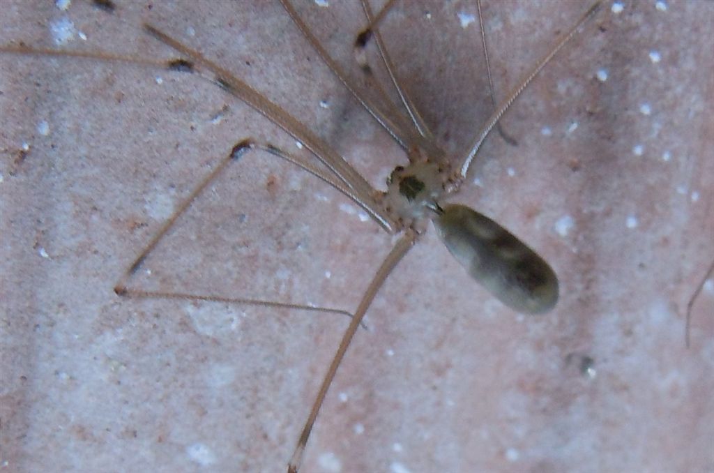 Pholcus phalangioides