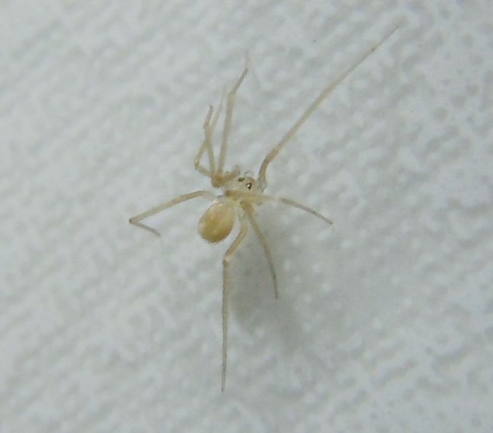 Cucciolo di Pholcus phalangioides? Spermophora senoculata