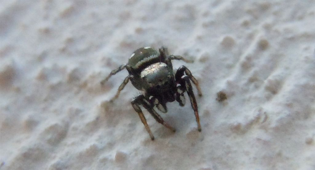 Heliophanus cf. apiatus