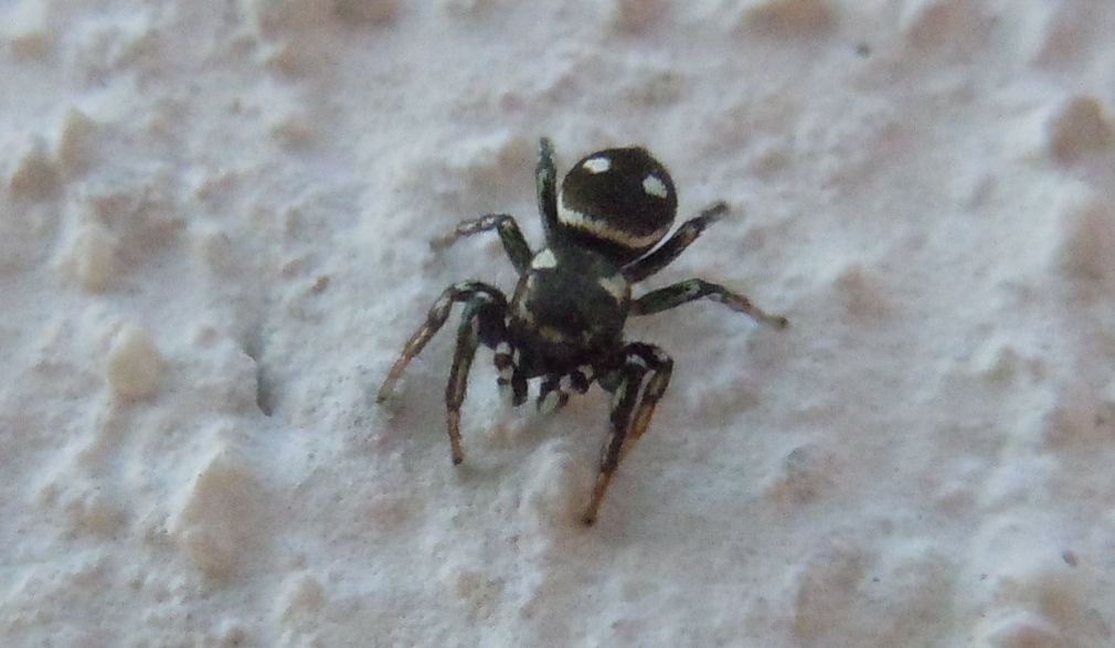 Heliophanus cf. apiatus