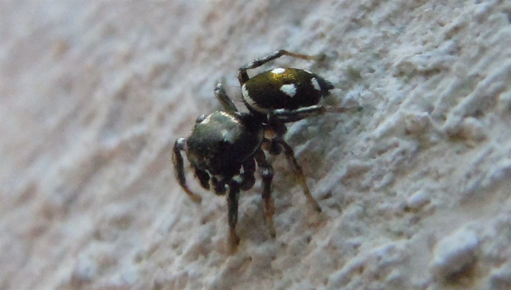 Heliophanus cf. apiatus