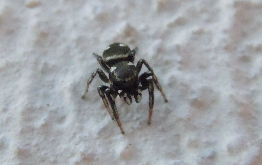 Heliophanus cf. apiatus