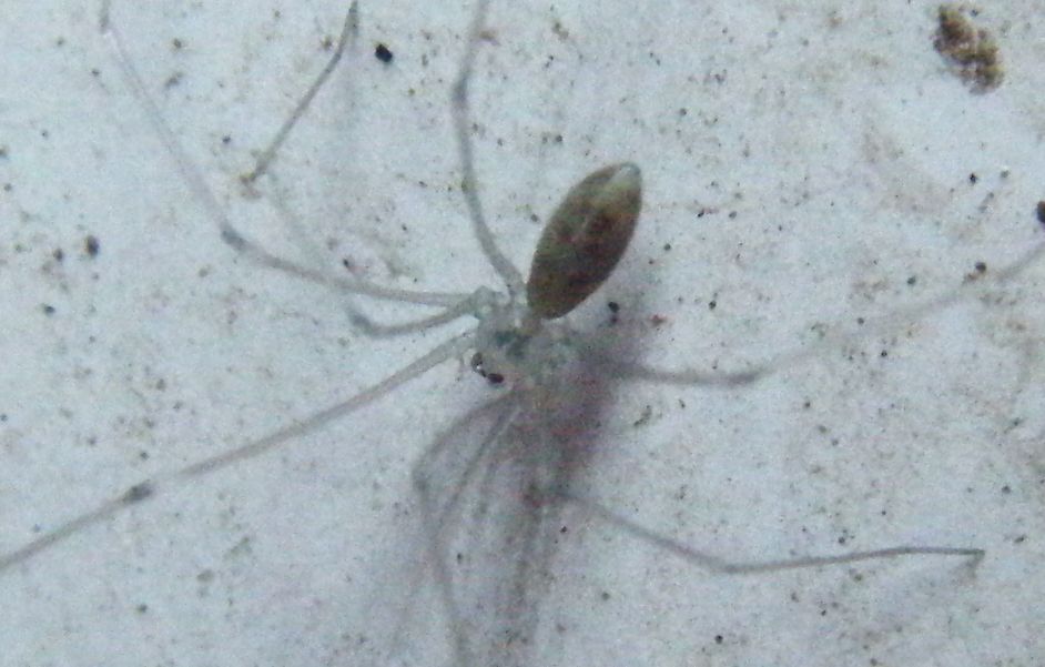 Pholcus phalangioides