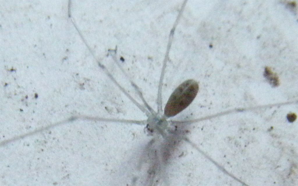 Pholcus phalangioides