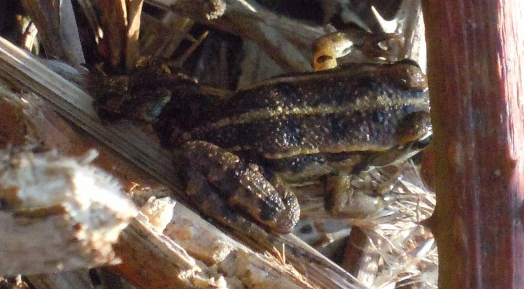 Rana da identificare - Pelophylax sp. (prov. Napoli)