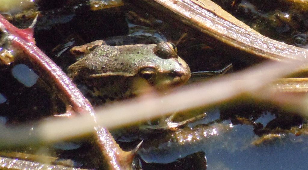 Identificazione rana - Pelophylax sp. (prov. Napoli)