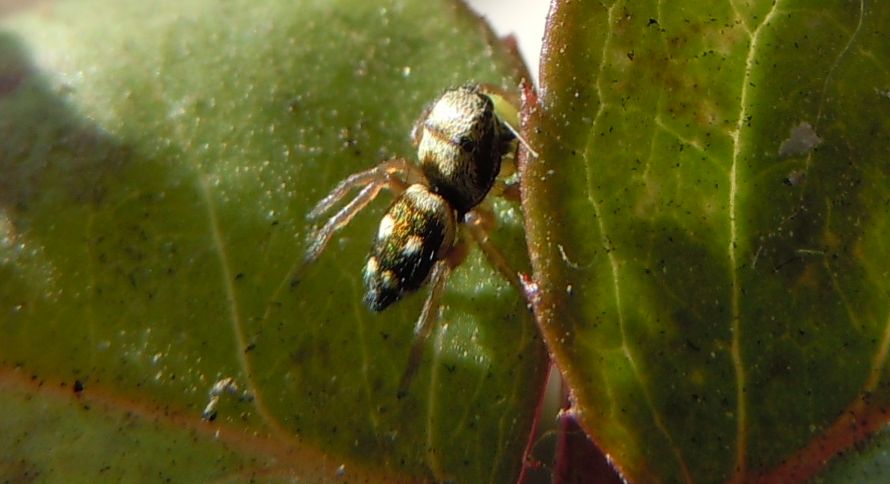 Heliophanus sp.