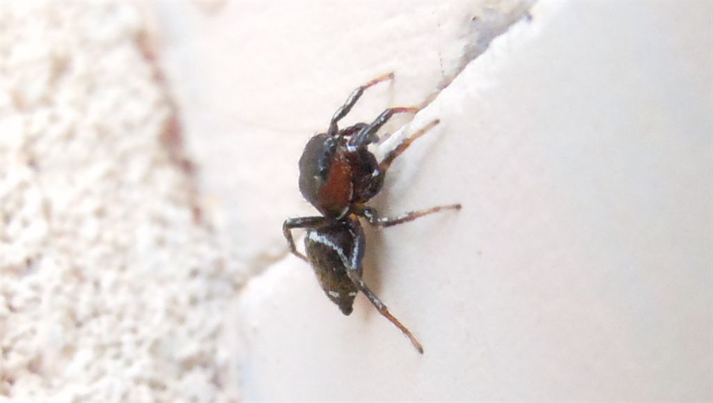 Heliophanus sp.