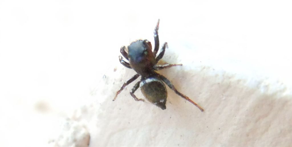 Heliophanus sp.