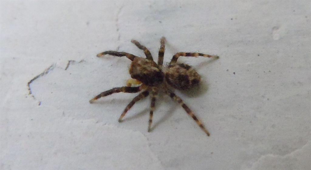 Pseudeuophrys vafra