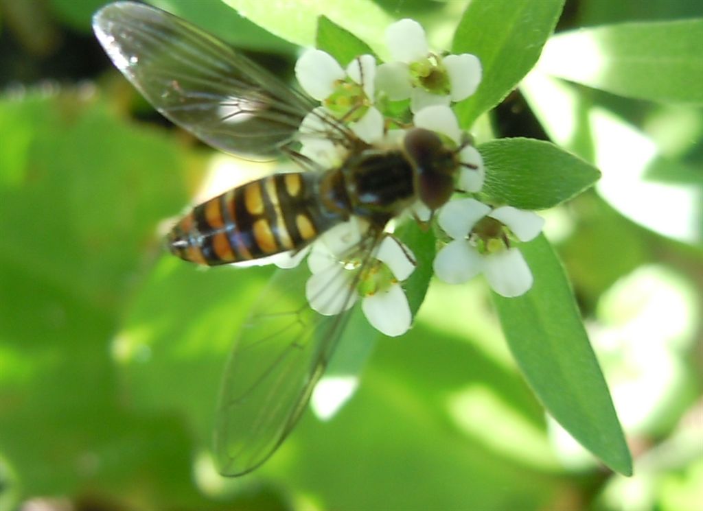 Syrphidae da identificare