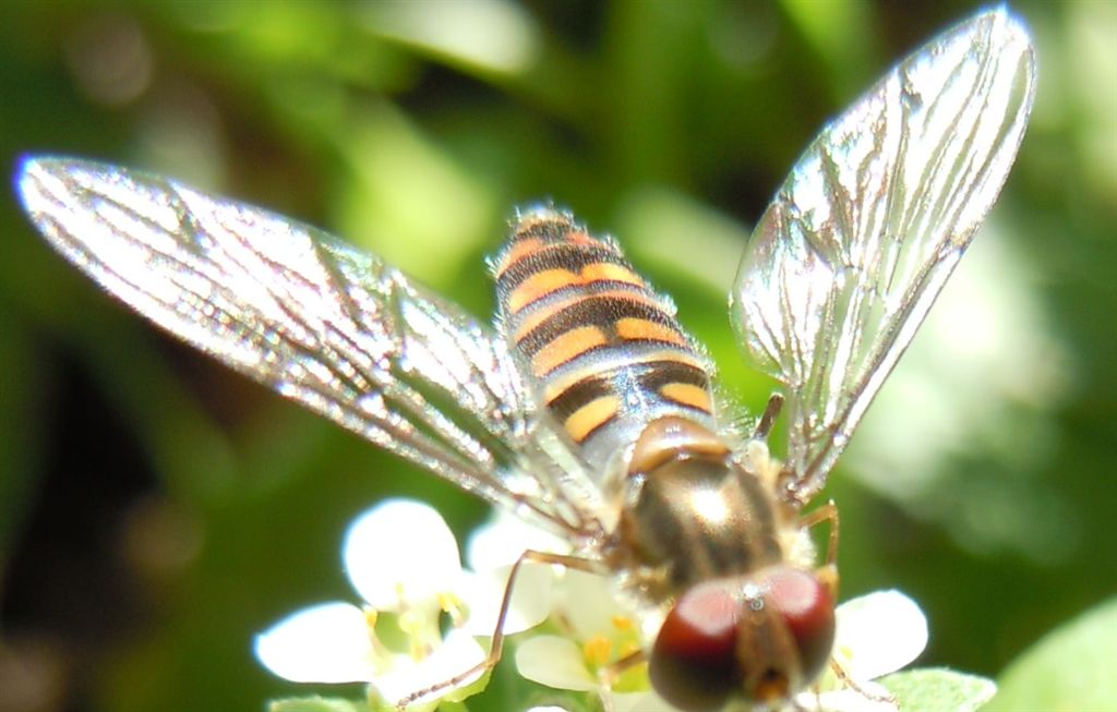 Syrphidae da identificare