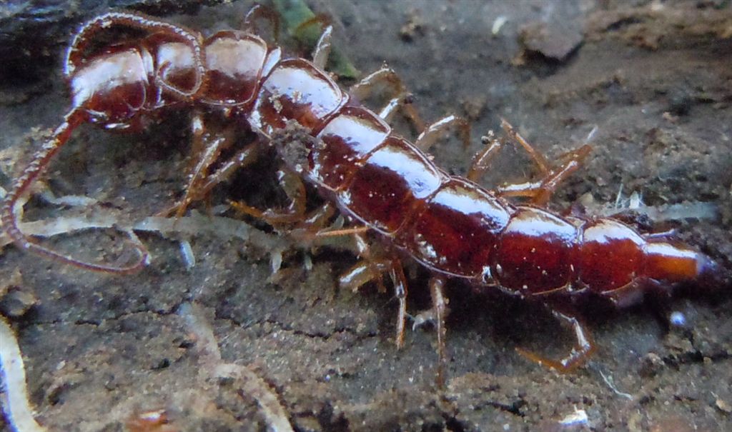 Scolopendra da identificare