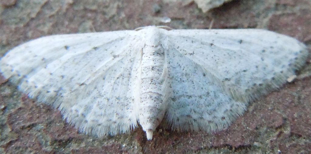 Idaea o Scopula?