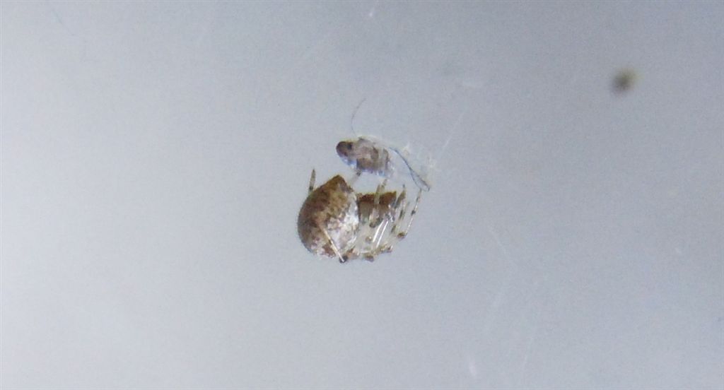 Parasteatoda tepidariorum