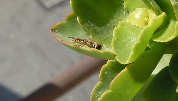 Syrphidae da identificare