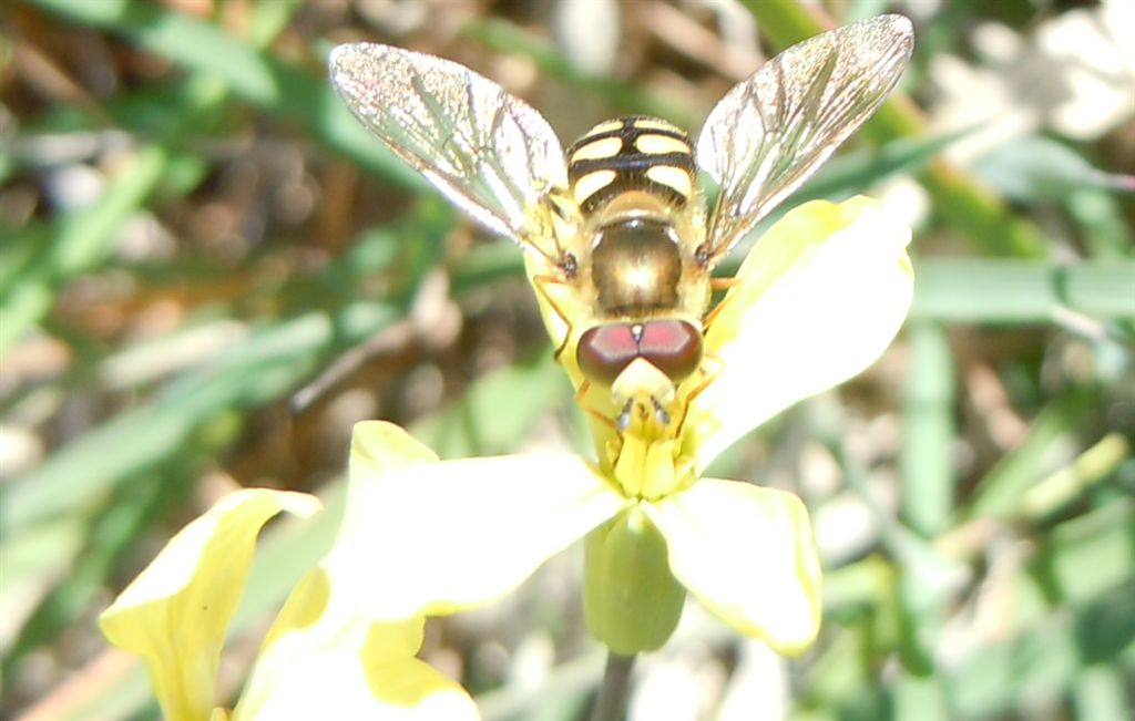 Altro Syrphidae