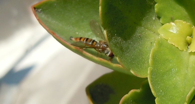 Syrphidae da identificare