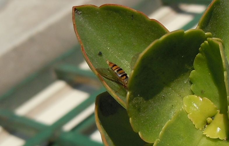 Syrphidae da identificare