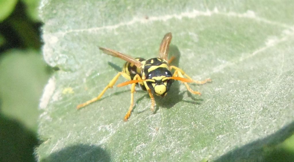 Polistes dominulus?