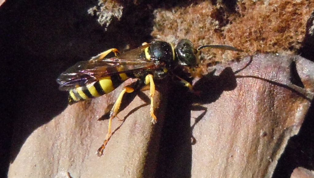 Vespa dagli occhi verdi: Gorytes laticinctus ♀