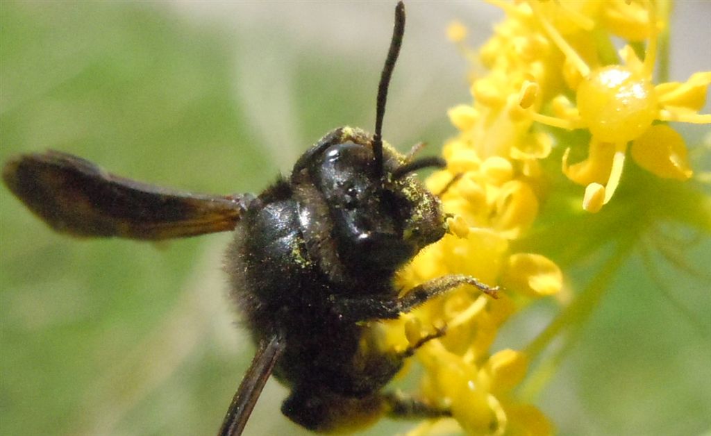 Xylocopa? No. Andrena cfr morio