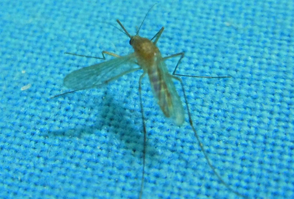 Culex pipiens?