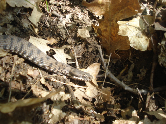 Vipera aspis supsp. hugyi ?