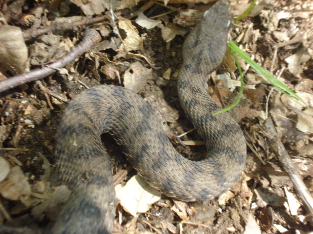 Vipera aspis supsp. hugyi ?