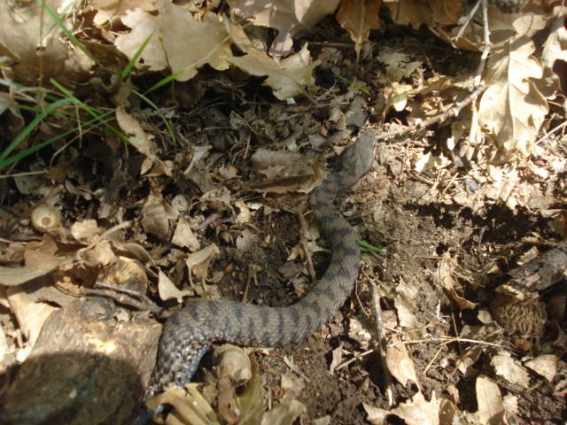 Vipera aspis supsp. hugyi ?