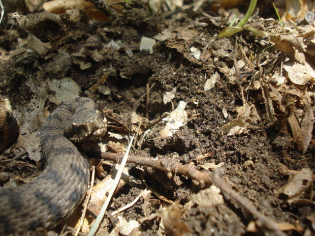 Vipera aspis supsp. hugyi ?