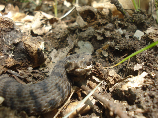 Vipera aspis supsp. hugyi ?