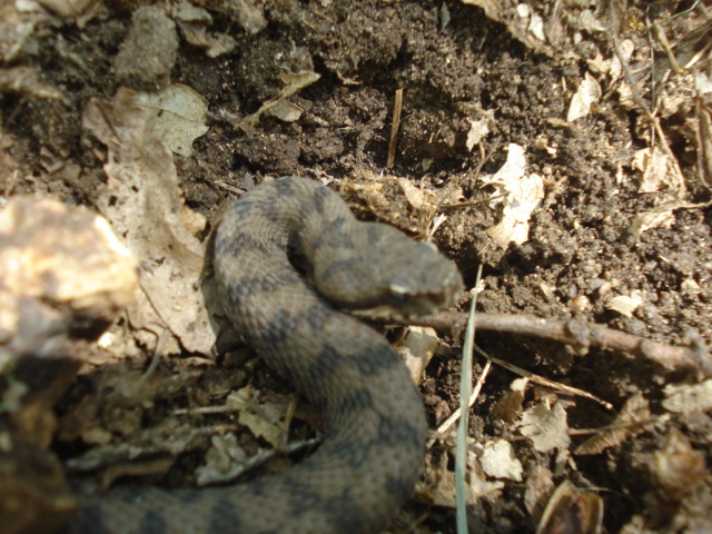 Vipera aspis supsp. hugyi ?