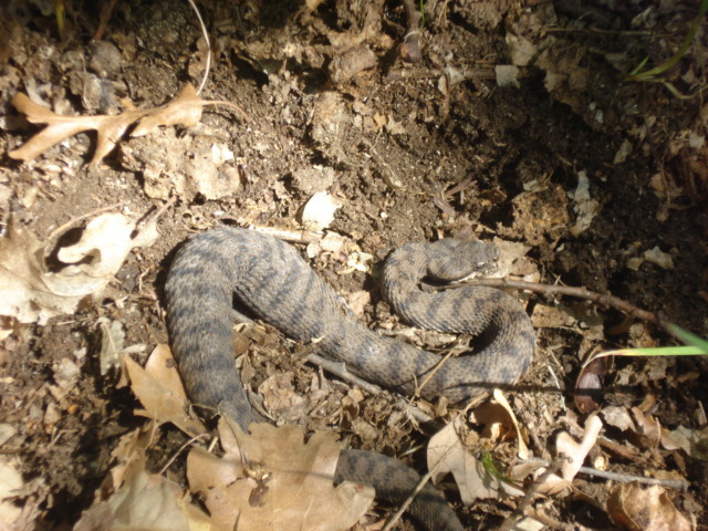 Vipera aspis supsp. hugyi ?