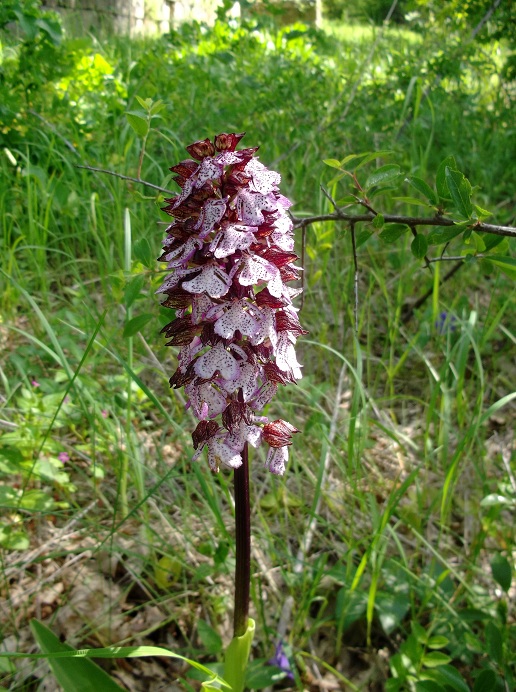 Orchis purpurea ?