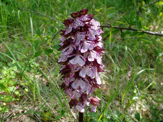 Orchis purpurea ?