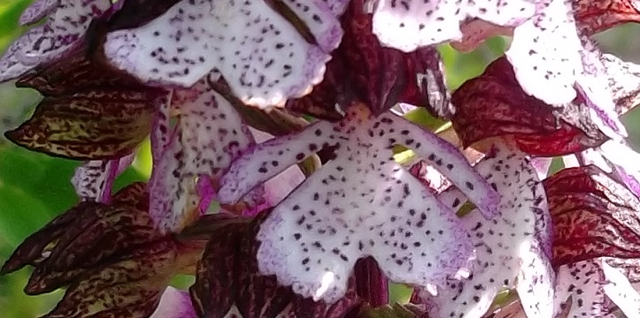 Orchis purpurea ?