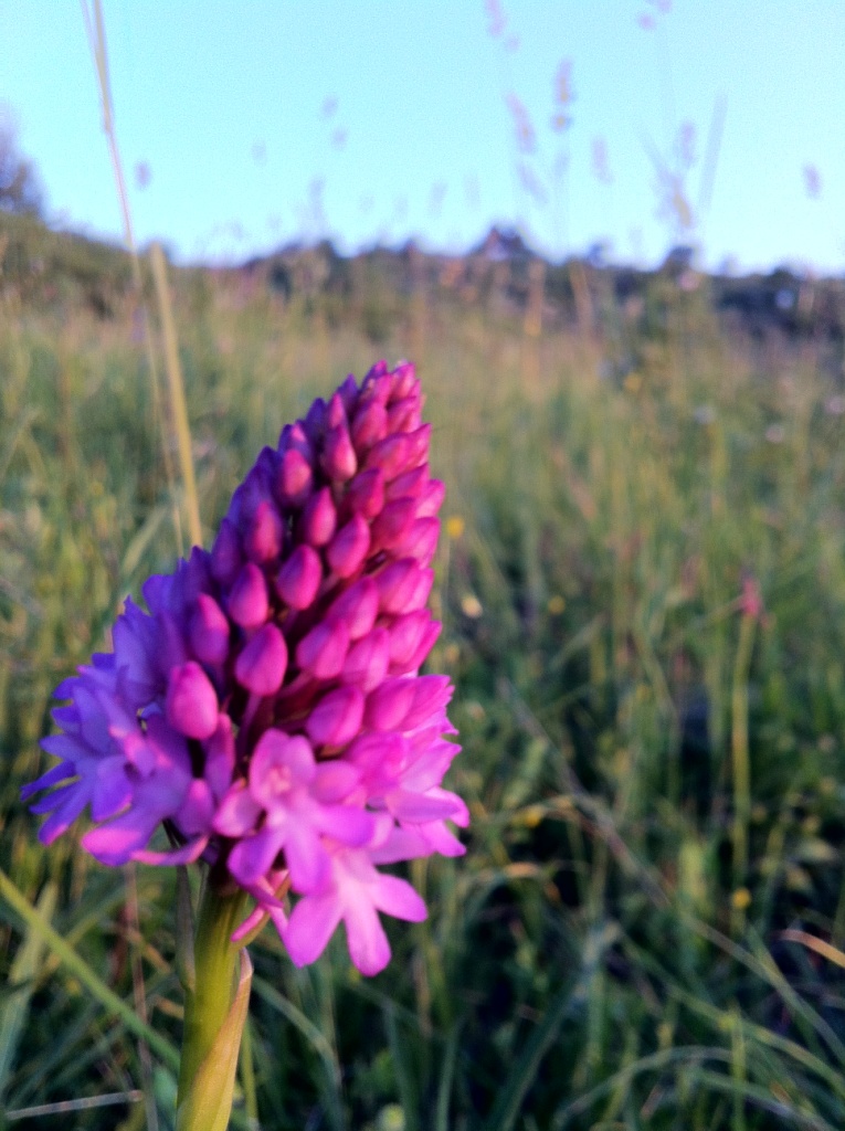 Pianta da determinare:  Anacamptis pyramidalis