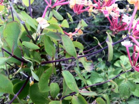 Lonicera etrusca