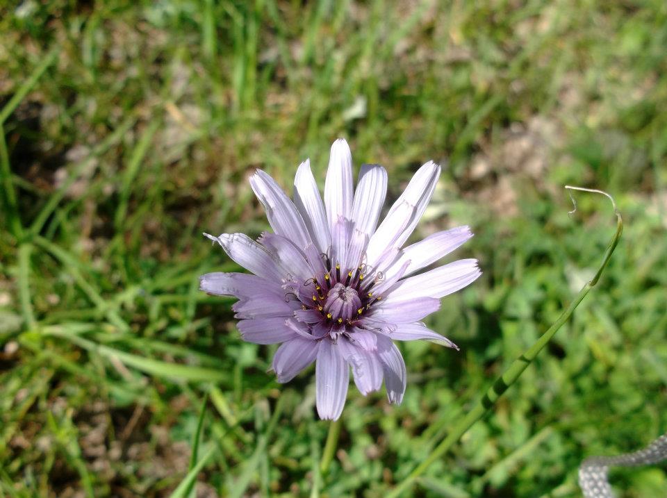 Tragopogon porrifolius