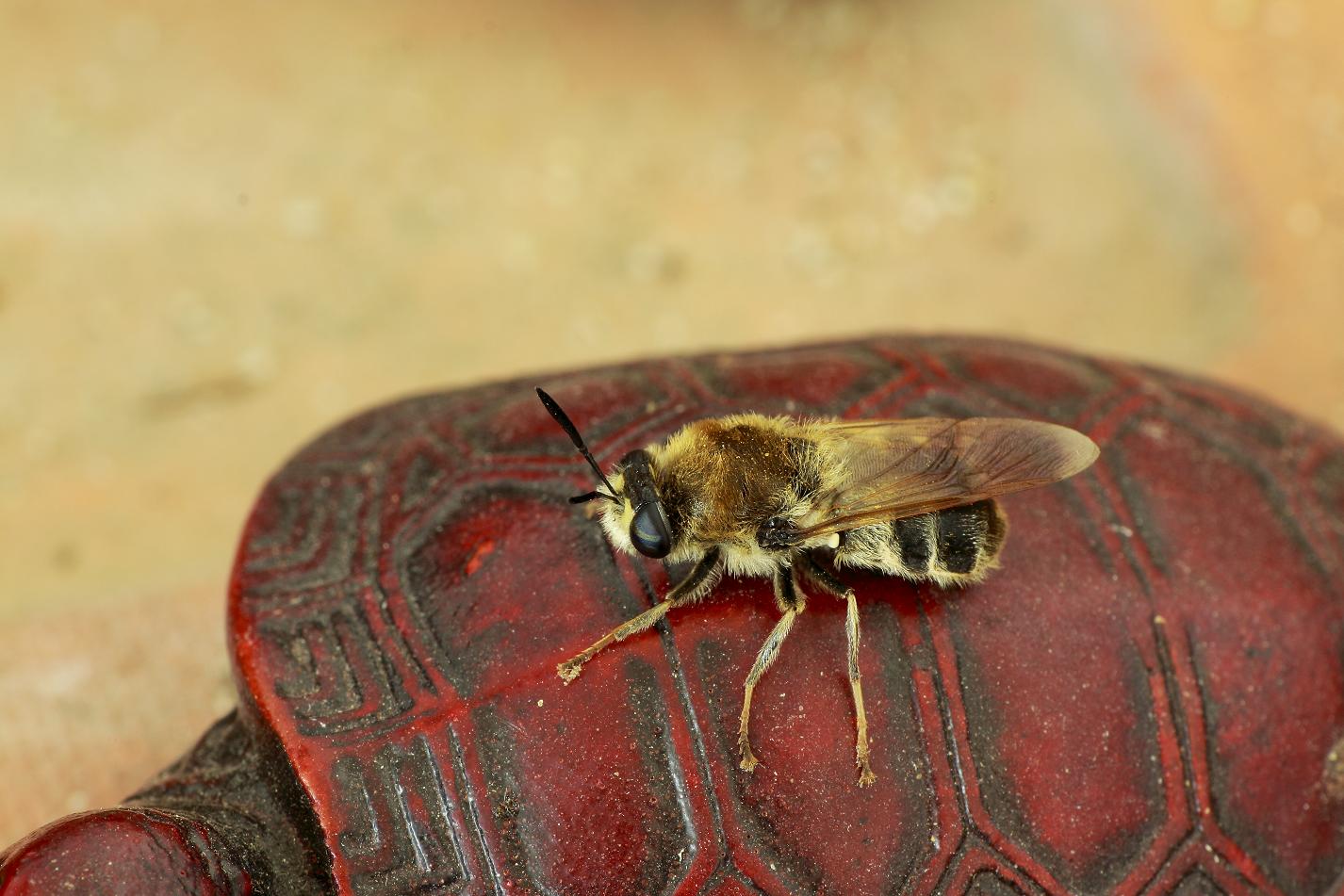 Stratiomys cf. longicornis