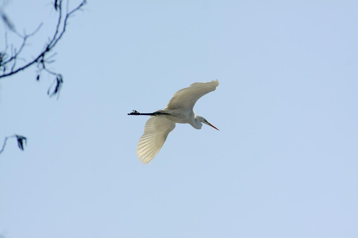 airone bianco maggiore